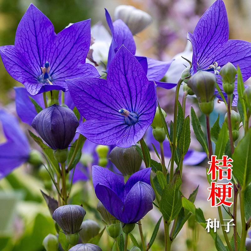 桔梗种子 发芽率有保证 提供种植技术 包回收
