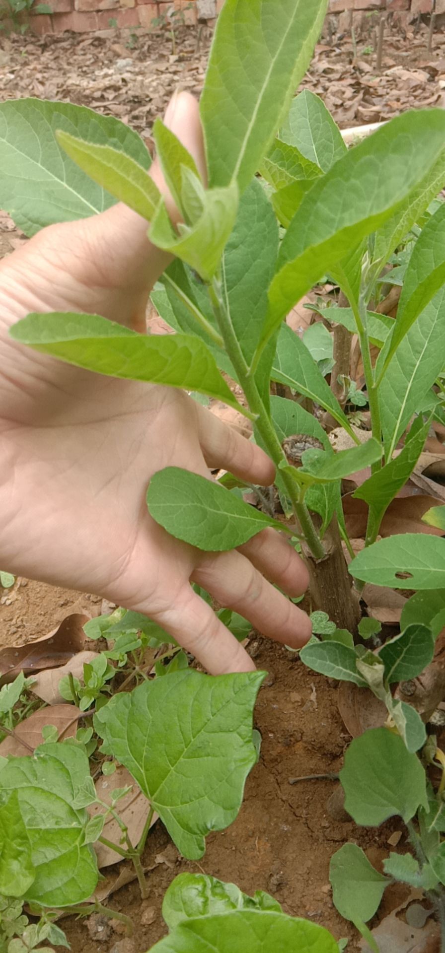 南非叶苗 南方叶苗，南非叶枝条，