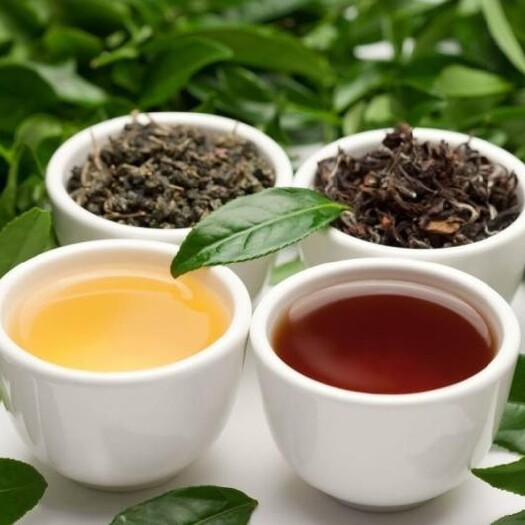 凌云县桂红金芽 广西百色市凌云白毫茶新茶清明茶春茶烘青绿茶工夫红茶