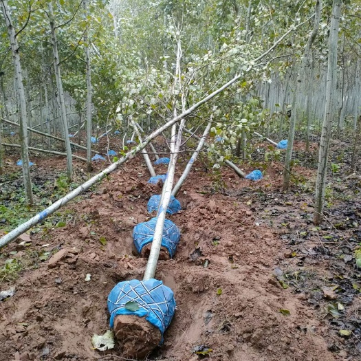 冠县毛白杨之乡，毛白杨产地，10公分毛白杨价格。毛白杨批发！