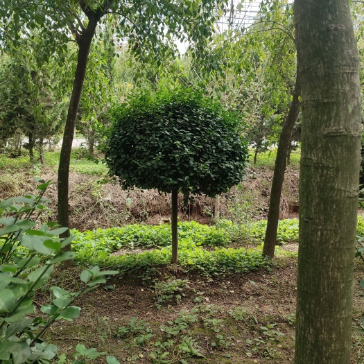 冠县 卫矛球，丝棉木