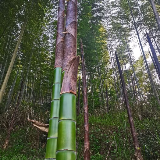 霍山县粽叶 2022年干笋叶，适合做高档包装用品，包棕叶！