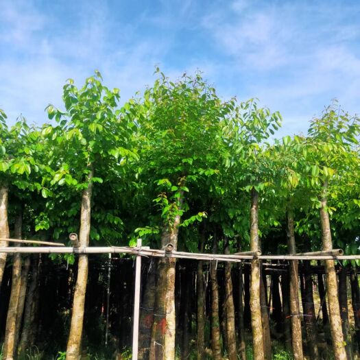普宁市 广东园林绿化苗木海南蒲桃树苗5-20公分假植苗绿化