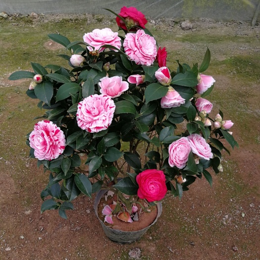 龙岩五色茶花 五色赤丹茶花苗红赤丹山茶花 茶花盆栽五色赤丹茶花