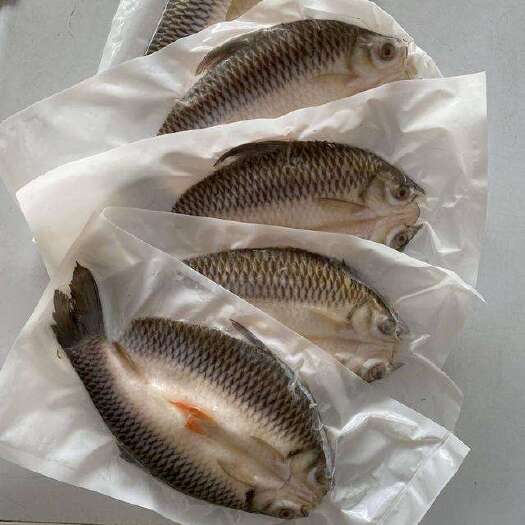 冷冻开背苏丹鱼皇帝鱼烤鱼商用500g左右一条