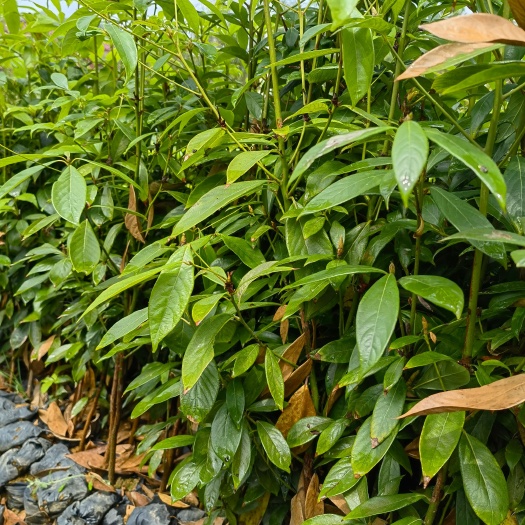海丰县 金丝楠木，小叶桢楠