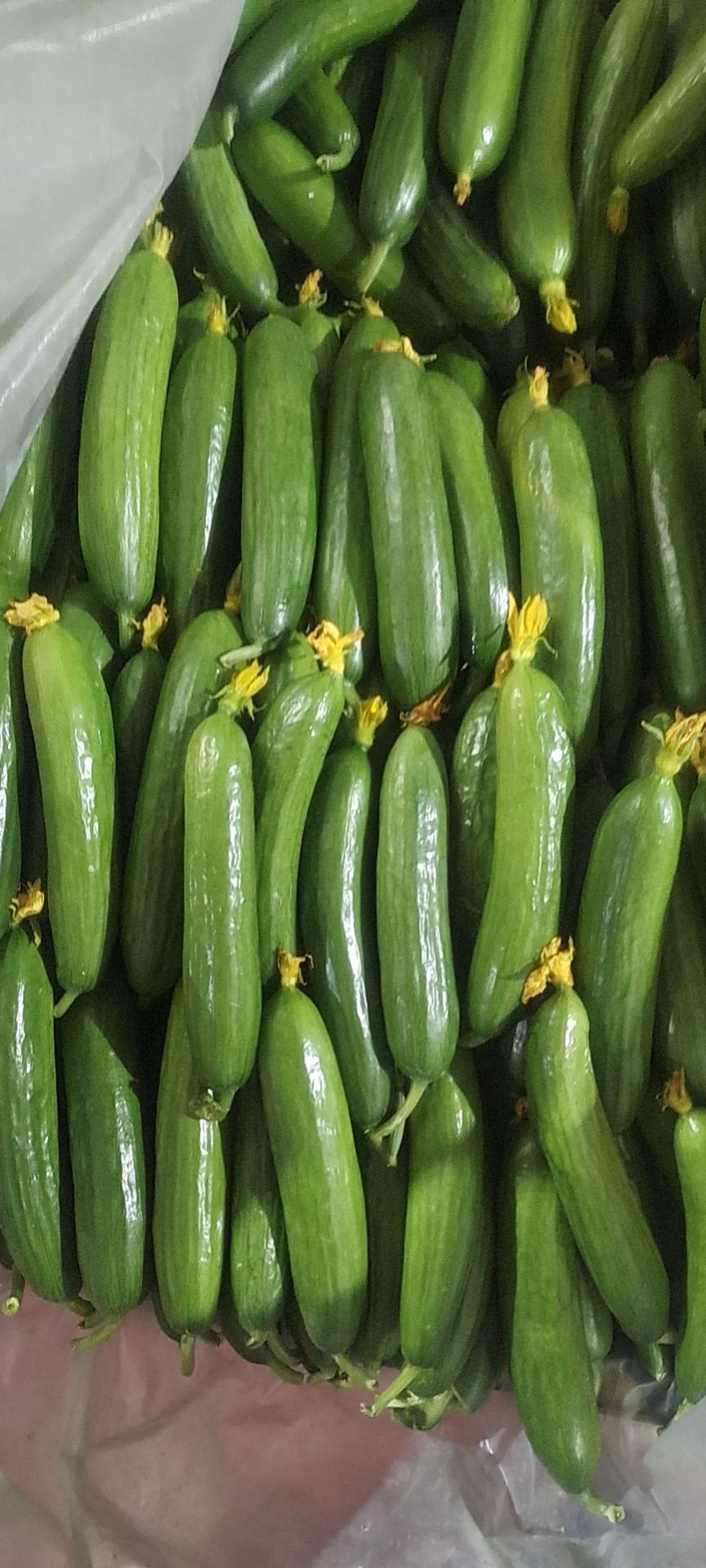 寿光水果黄瓜， 荷兰水果小黄瓜，日供30000斤