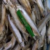济南，多春鱼公体