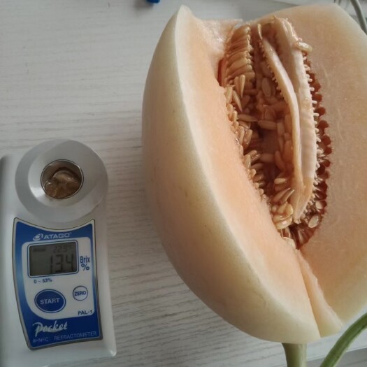 莘县东方蜜甜瓜 东方米红金密玉菇等各种甜瓜大量上市供应电商对接超