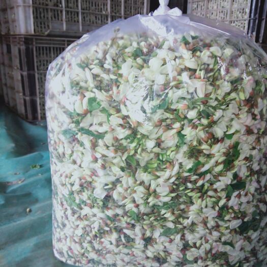 汝阳县 药食同源中药材品批发 现货新鲜槐花 脱水烘干槐花馅料食材