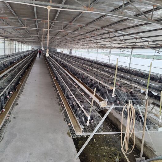 珍珠鸡 淘汰鸡 2年老母鸡广东养殖场直发