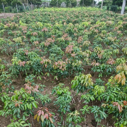 高州市观音绿荔枝苗 荔枝苗