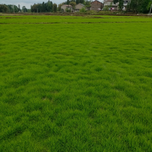渠县草 二号草坪本品是暖季型草坪耐寒耐旱易栽种。
