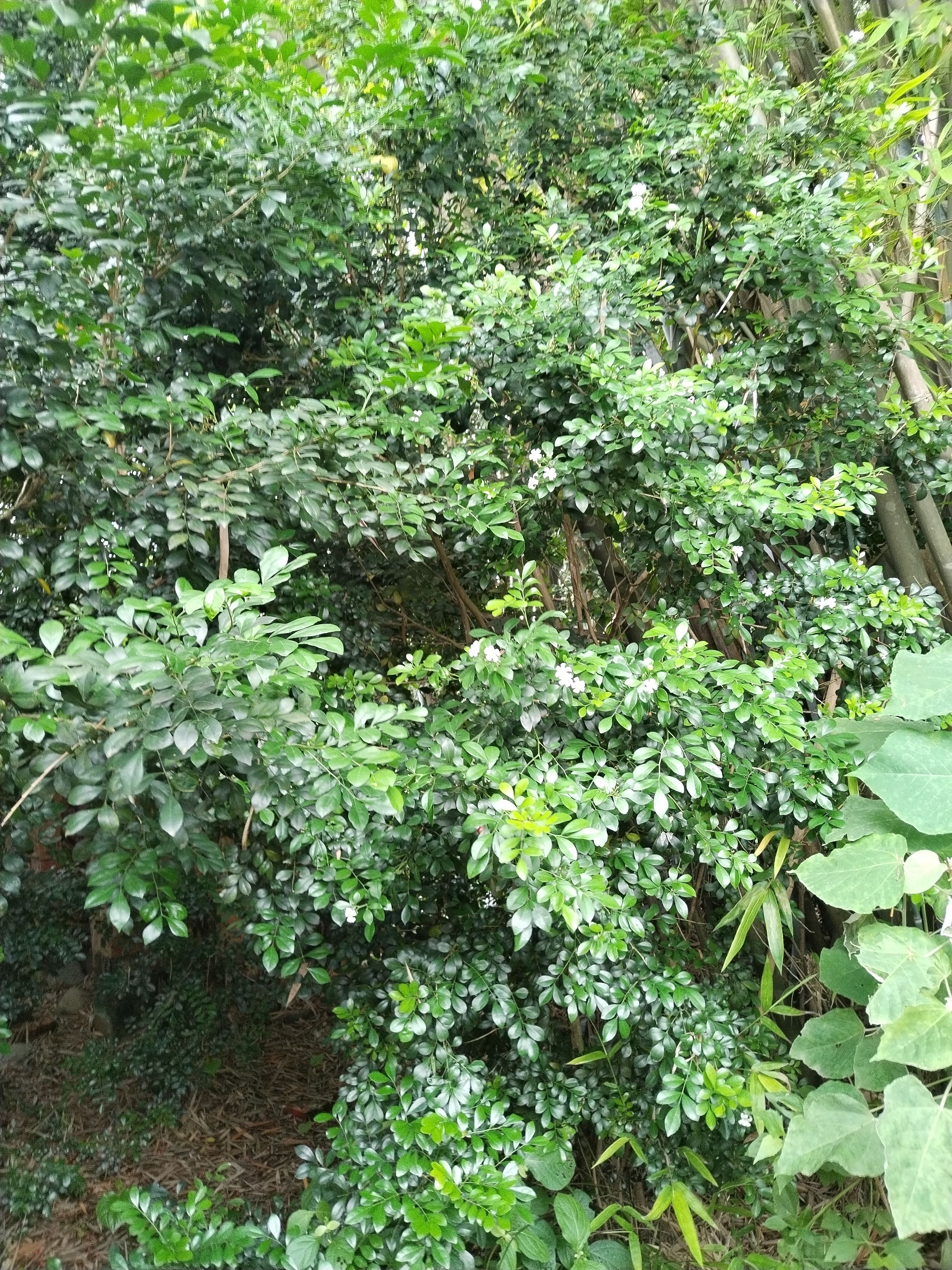 九里香叶，中草药，全国包邮
