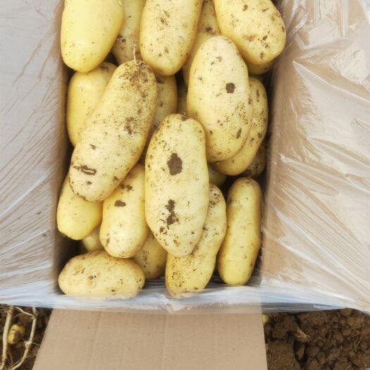 土豆  荷兰15 山东肥城大棚荷兰十五土豆大量上市中