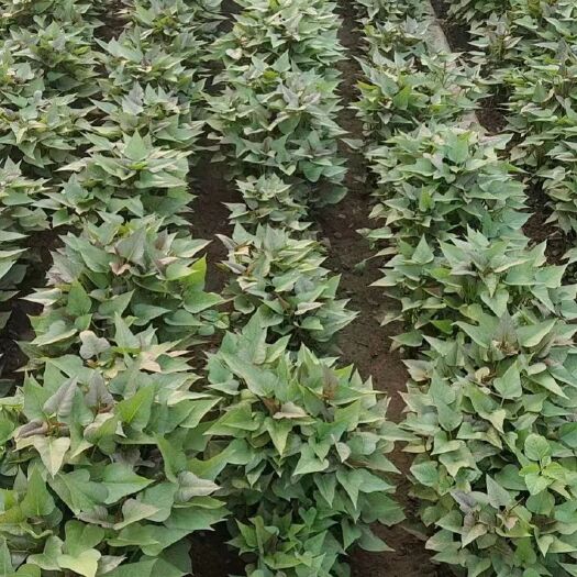 禹州市商薯一九红薯苗 红薯苗