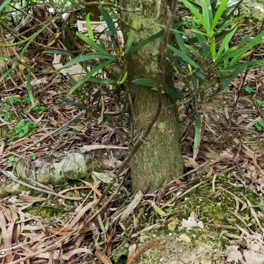 阳春市罗汉松