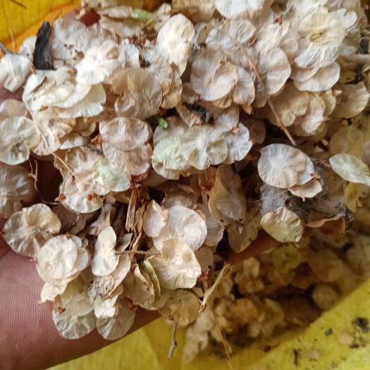 安阳白榆种子 出芽高净可以
