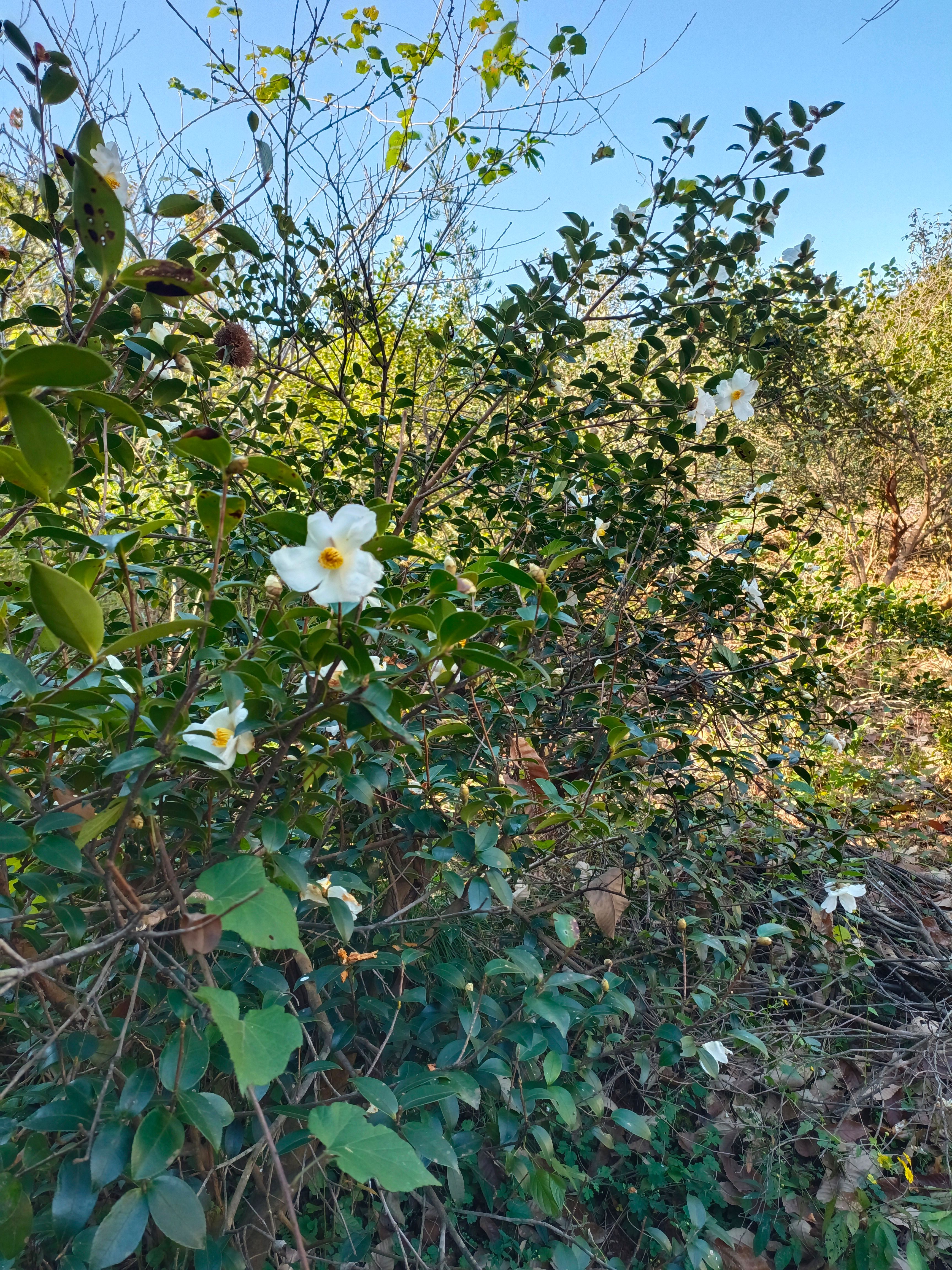 山茶油 山茶籽油湖南衡阳农家特产炒菜用油