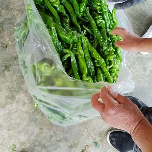 富平县螺丝椒 罗丝椒