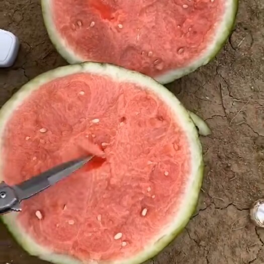 夏邑县麒麟西瓜 西瓜8424.美都麒麟瓜