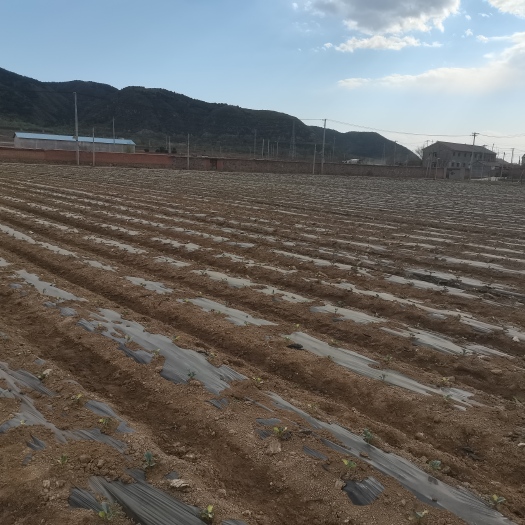  优质西兰花，预计6月10左右砍，欢迎订购