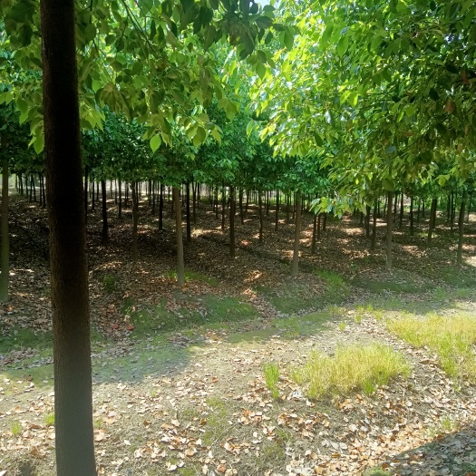 海宁市 香樟