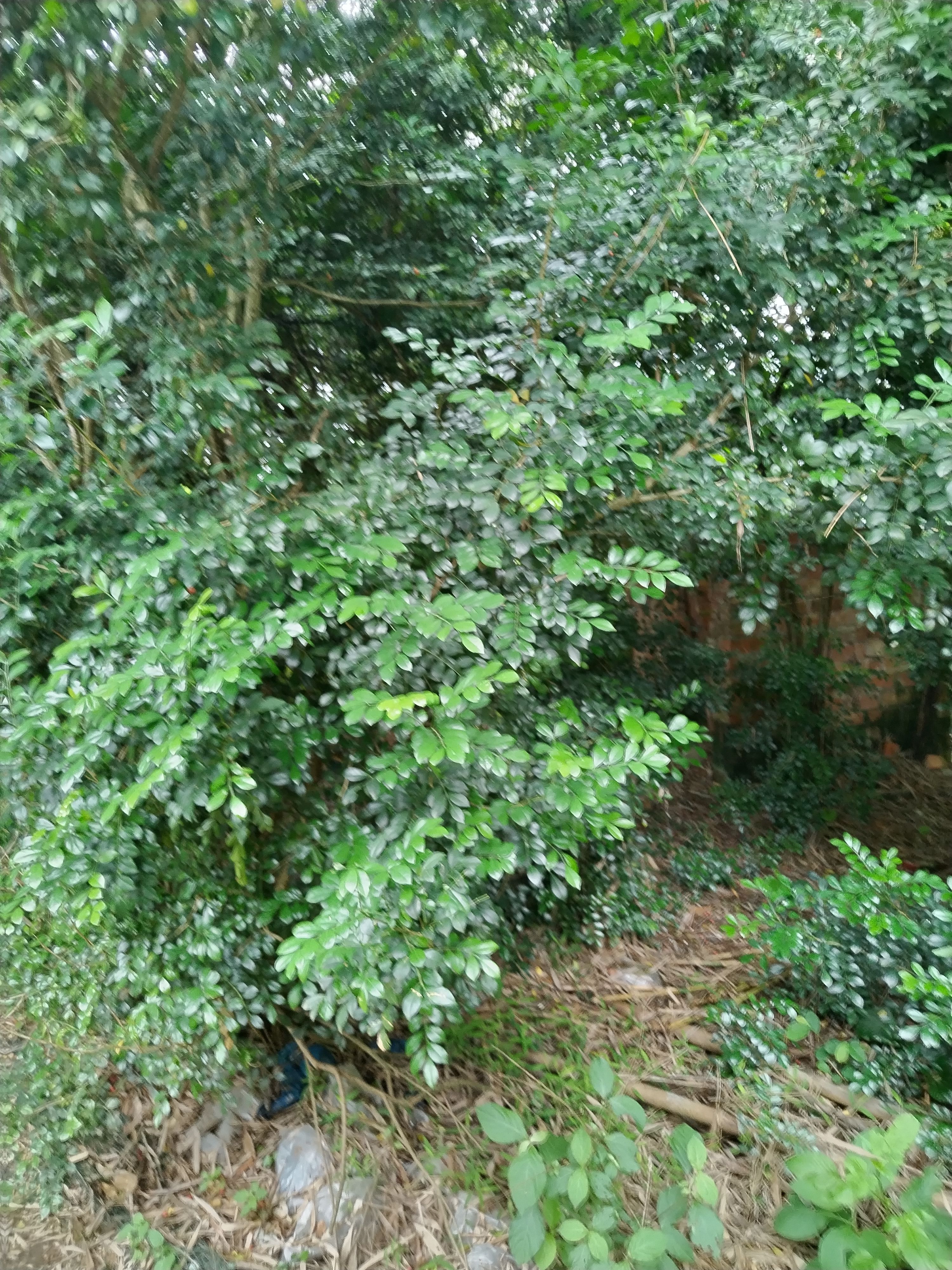 九里香叶，中草药，全国包邮