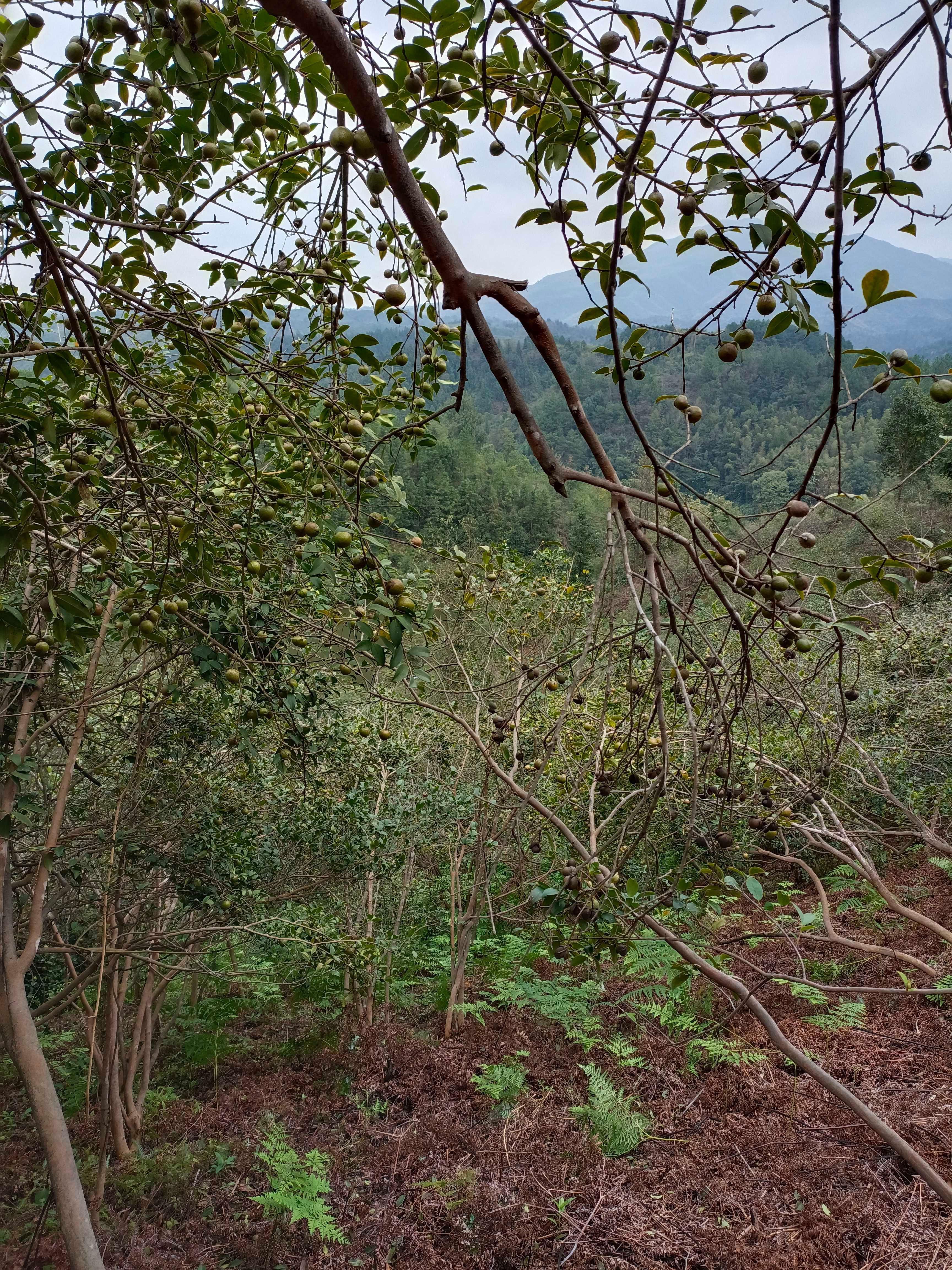 山茶油 山茶籽油湖南衡阳农家特产炒菜用油