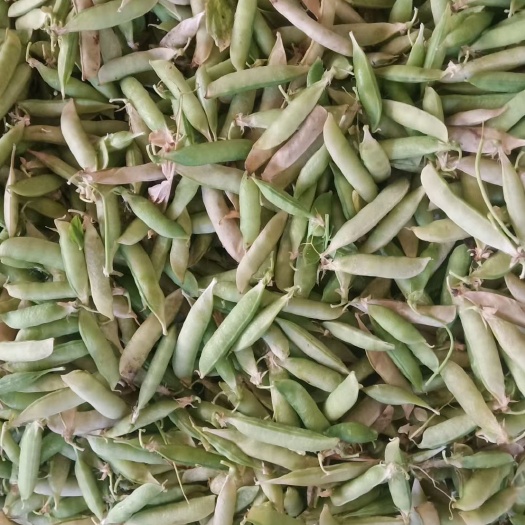 老河口市老豌豆川货  白豌豆市场、加工厂货，饱满无干角，无嫩角坏角，