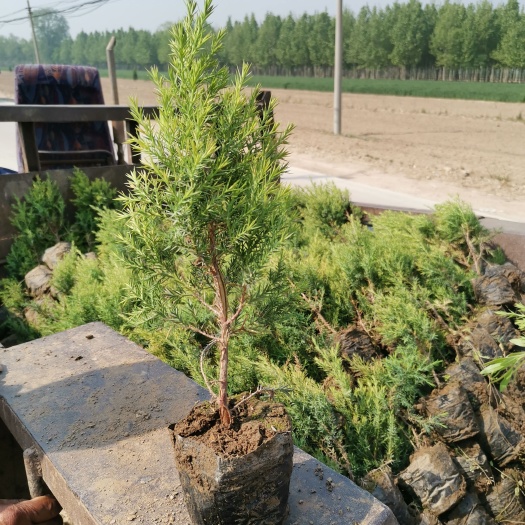 望都县望都塔桧容器苗 刺柏杯苗 塔侩杯苗 营养杯桧柏河北桧柏