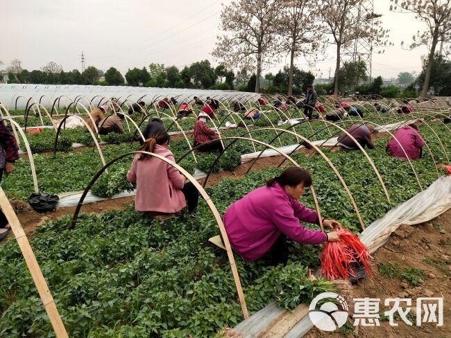 脱毒西瓜红红薯苗  原种脱毒西瓜红蜜薯，适应性强，产量高糯甜