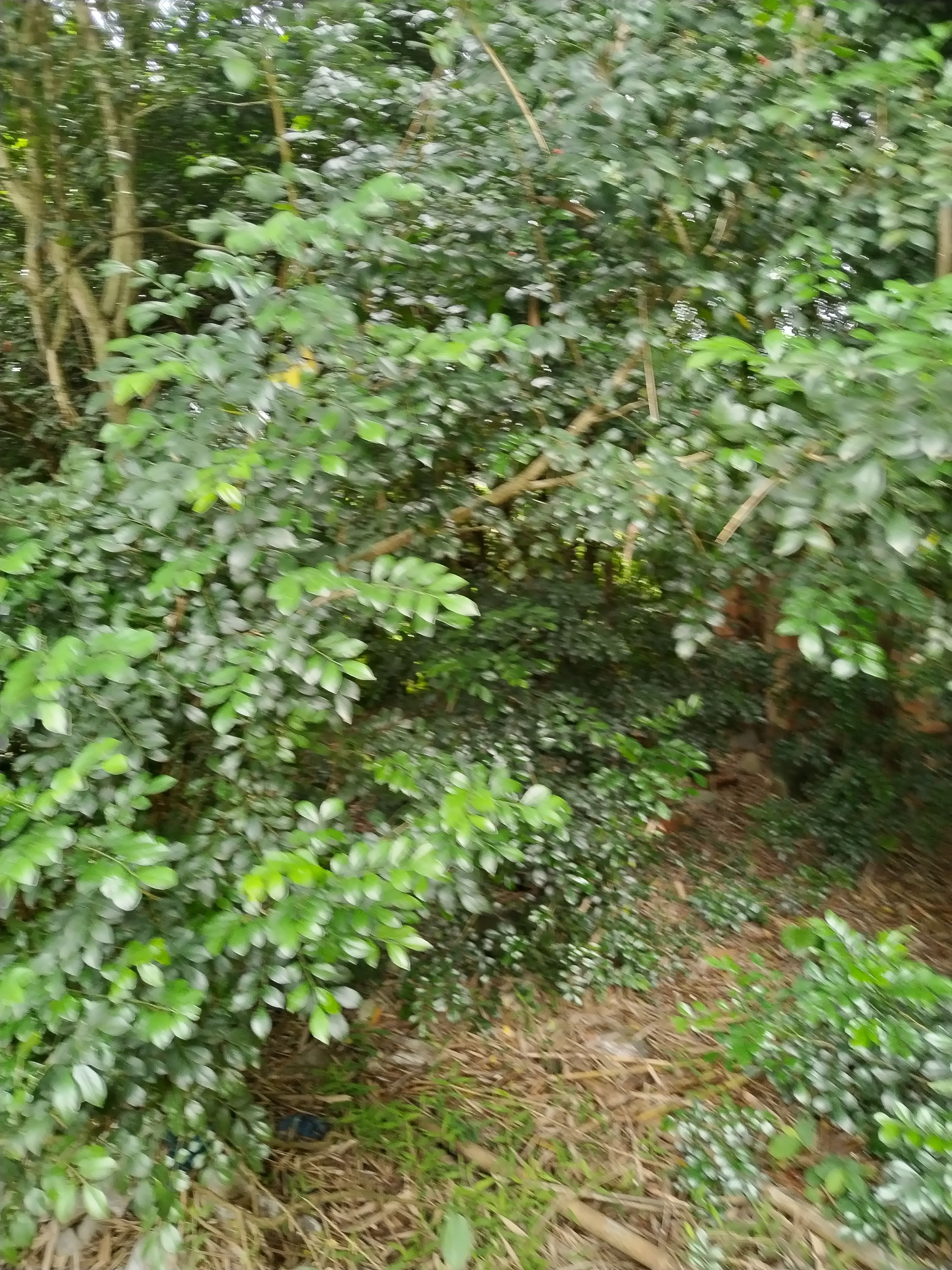 九里香叶，中草药，全国包邮