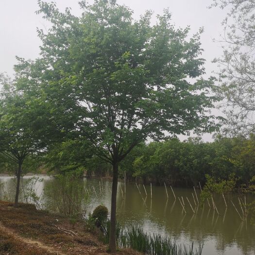 长兴县小叶榉树  12-15公分榉树，自家苗圃，大量供应精品榉树，产