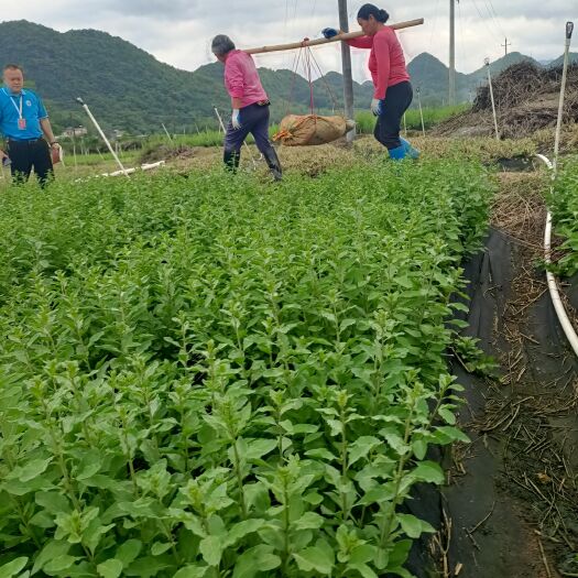 阳山县新鲜枸杞，枸杞芽基地批发中