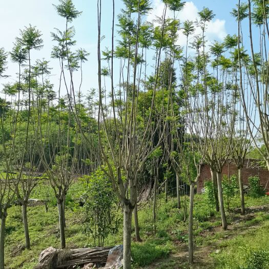 自贡15公分蓝花楹