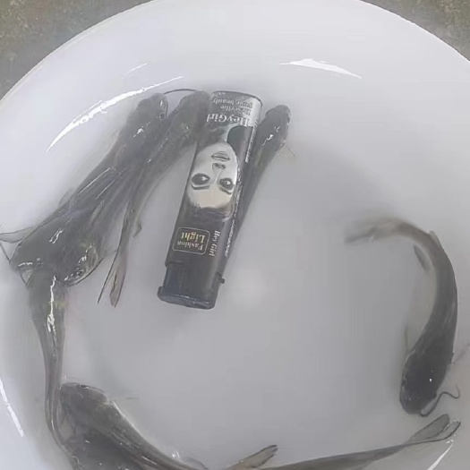博罗县叉尾鮰鱼