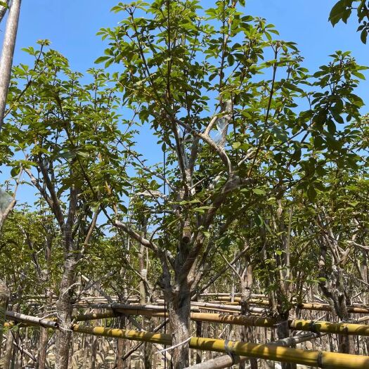 普宁市黄花风铃木 5 6 7公分 多花 少花