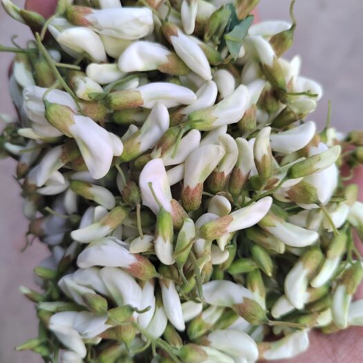 商洛洋槐花