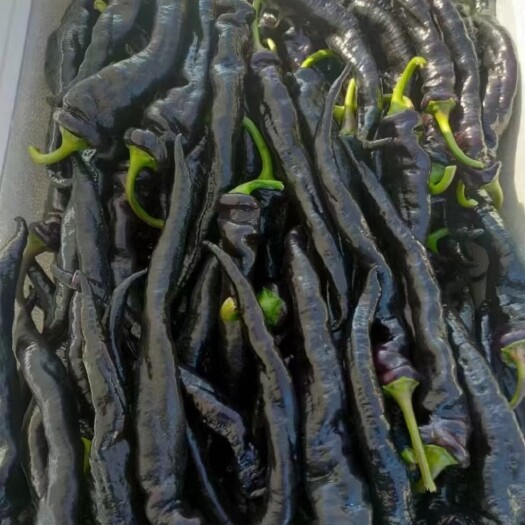 寿光市 紫螺丝椒，白泡椒，橙泡椒