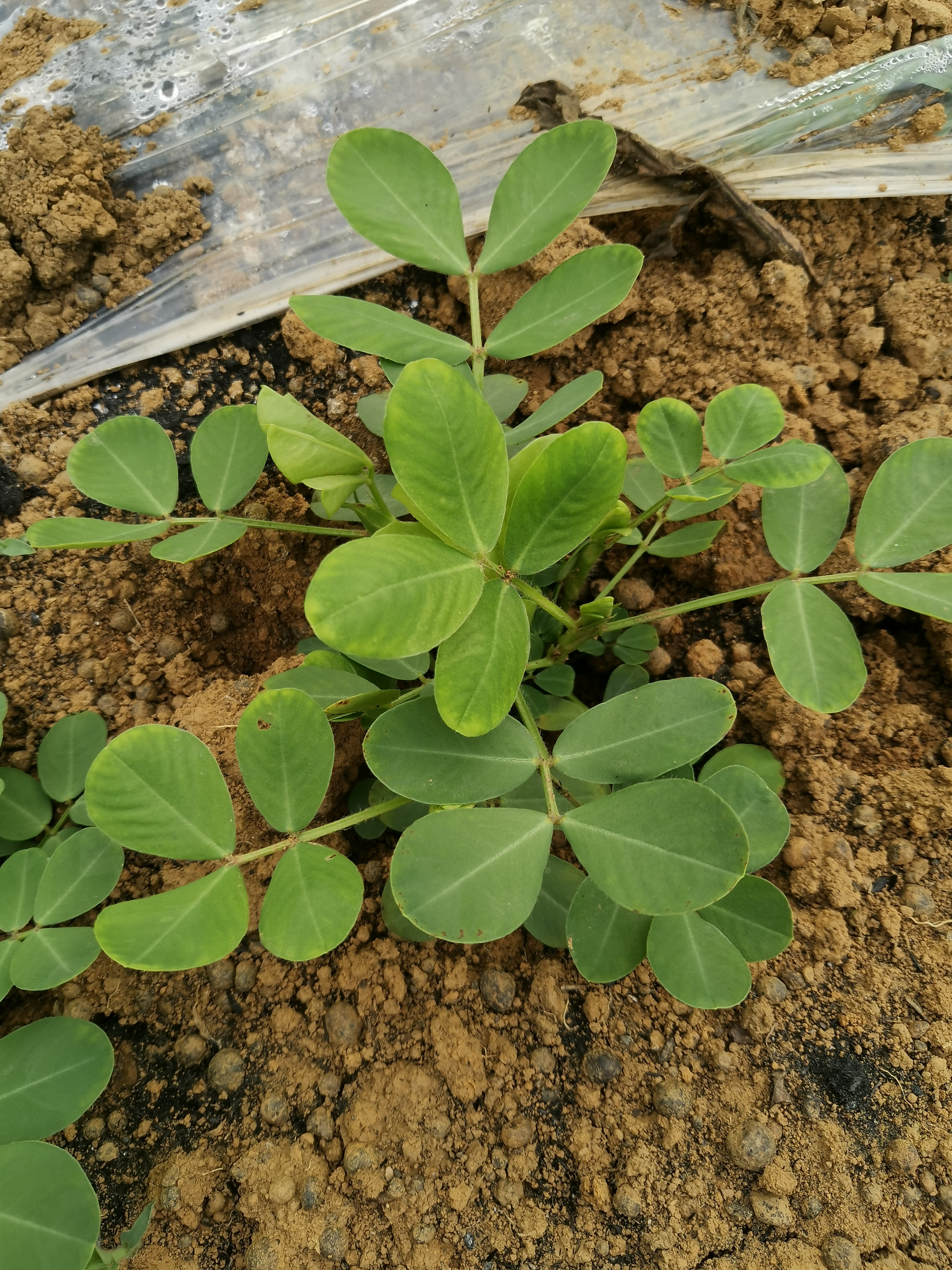 老师您好请问小部分花生叶子边缘出现黄色斑如下图还有整棵有一点点