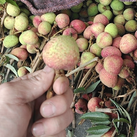 化州市三月红荔枝 高州荔枝