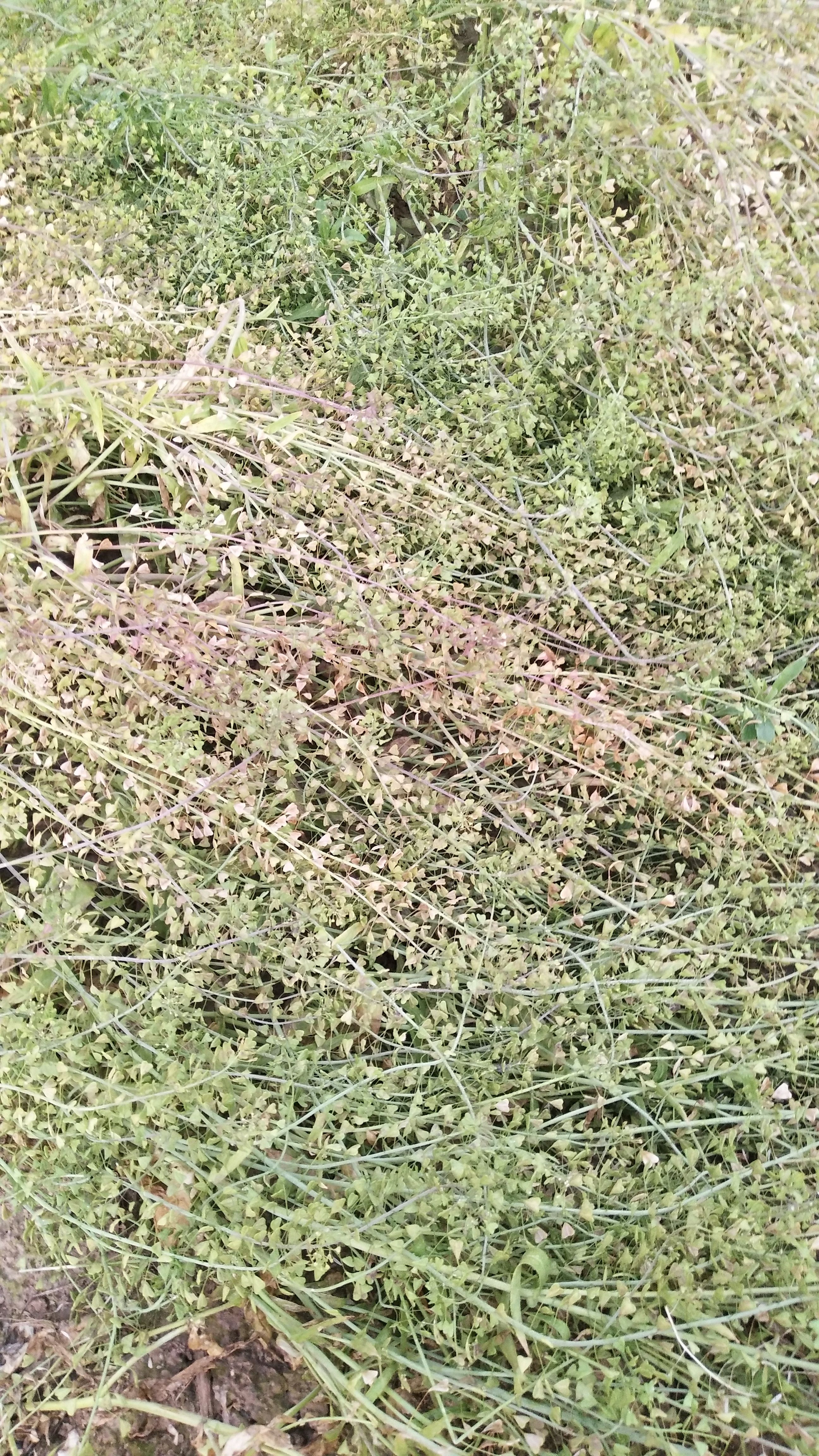 荠菜种子上市了