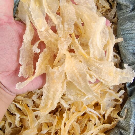 北海花胶 鱼胶淡水胶巴沙鱼胶条佛跳墙工厂水发专用鱼胶巴沙鱼胶