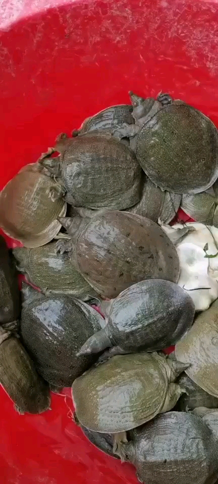 維妤生鮮