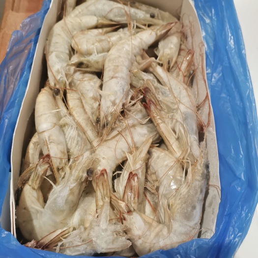 济南南美白对虾 南美白虾
