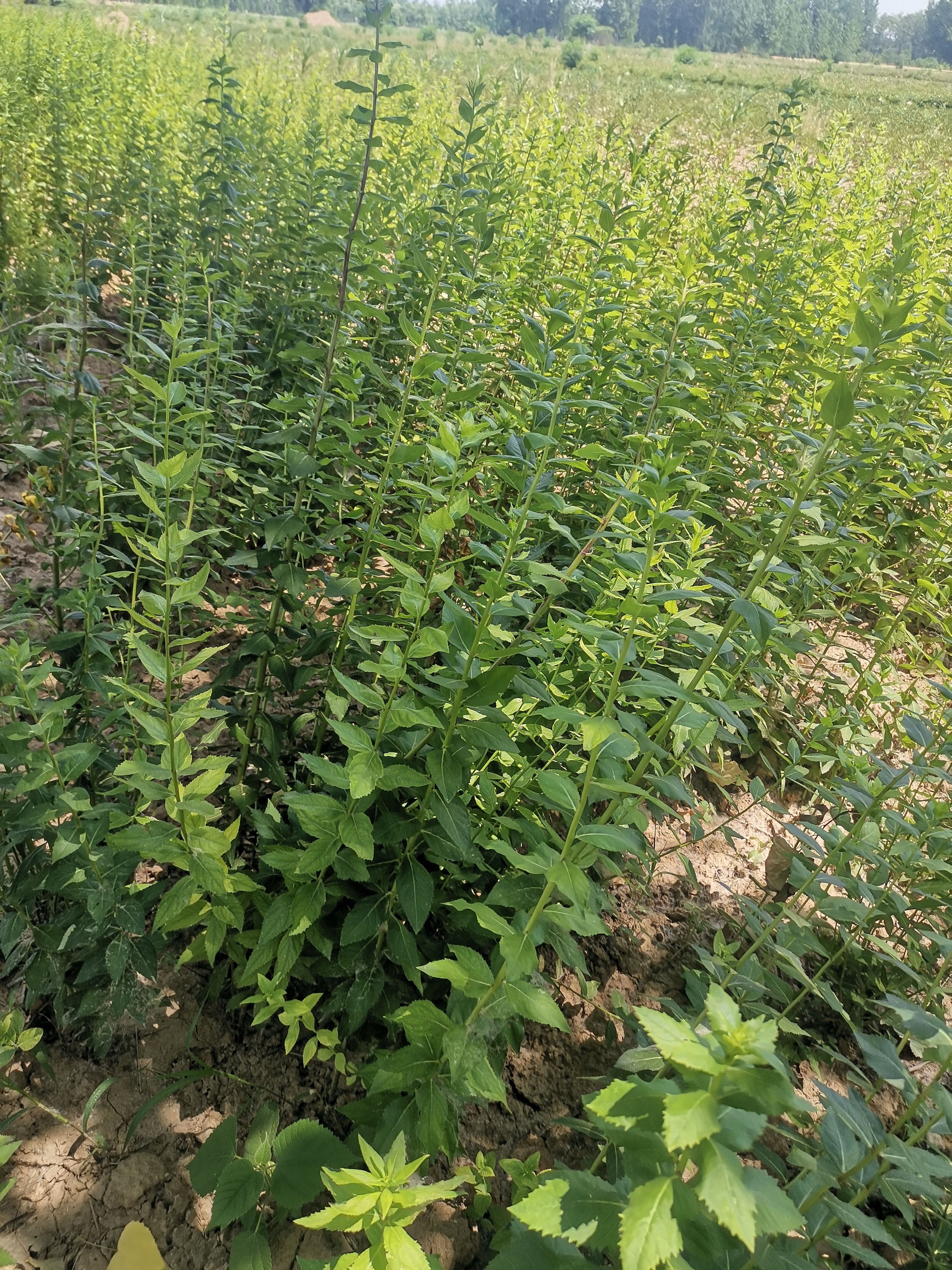 桔梗种子 发芽率有保证 提供种植技术 包回收