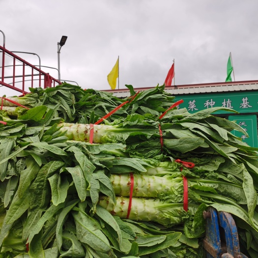 武山县尖叶莴笋，圆叶莴笋，大量上市，产地直发，品质保证