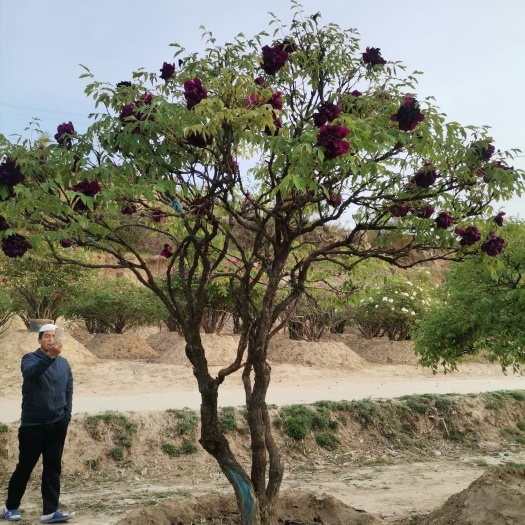 广河县观赏牡丹 甘肃百年牡丹