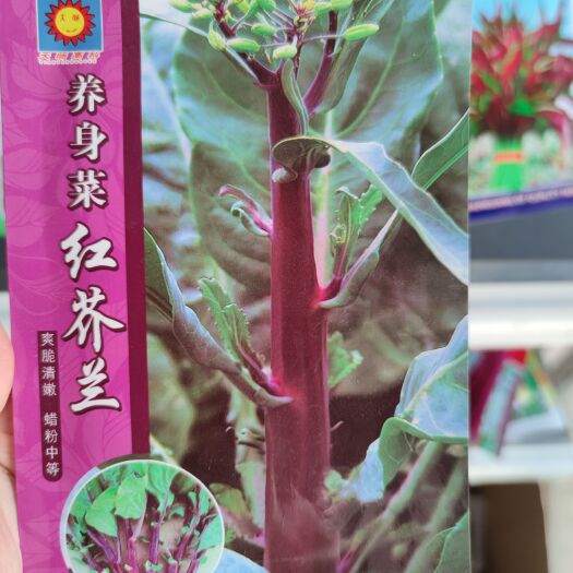 南昌红芥兰种子